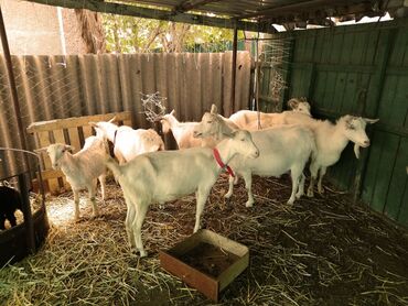 Козы, козлы: Продаю | Коза (самка), Козёл (самец) | Зааненская, Битал | Для разведения | Племенные — 10