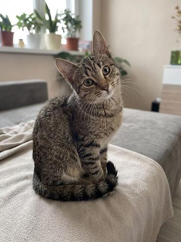 кошка без шерсти: Кошка даром: Беспородная, Мальчик — 2