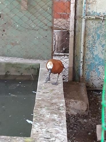 Ördəklər: Erkək, Damazlıq — 11