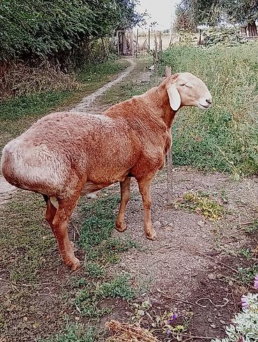 купить петуха брама: Продаю | Баран (самец) | Для разведения | Осеменитель — 4