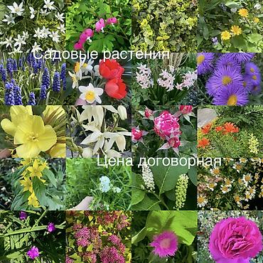 алоэ цветы: Юкка садовая (вероятно Yucca filamentosa) — эффектное многолетнее — 2