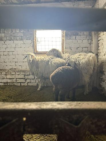 Баран, овца: Продаю | Овца (самка) | На забой, Для разведения | Матка — 1