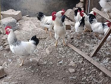петухи брама: Продаю | Петух | Суссекс | Для разведения — 3