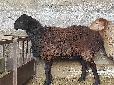 Баран, овца: Продаю | Овца (самка) | Для разведения | Ярка — 1