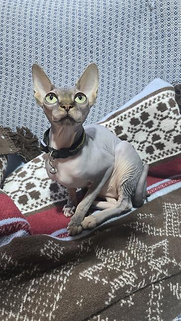 tüksüz pişiklər: Sfinks, Dişi, Cütləşmə üçün, Ünvandan götürmə — 2