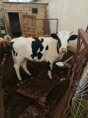 heyvan qoyun: Holstein novundendir. iki yasi var. dişidir. sud vermiyib hele. sakit