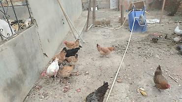 cücə və xoruz: Toyuq, Yumurtalıq — 2