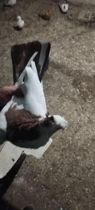 xala bala: Qirmizi boyun qoşa kekil erkey 20 manat. Qirmizi ag qanat ag bas maya — 3