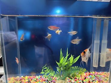 xiaomi akvarium: Dördbucaq akvarium, Balıqlarla birlikdə, 10 l, Ünvandan götürmə — 3
