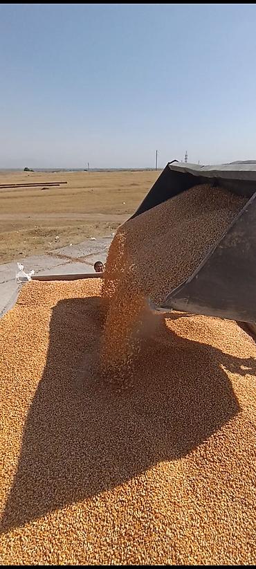 Айыл-чарба жаныбарлары: Кукуруза фуражная (зерно) сорт KwS

жугору сатылат кургак 60 тонна — 2