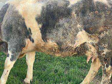 Коровы, быки: Продаю | Корова (самка) | Для молока — 10