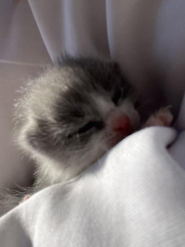 Pişiklər: Şotland, Erkək, Dişi, Yaxşı əllərə, Ünvandan götürmə — 3