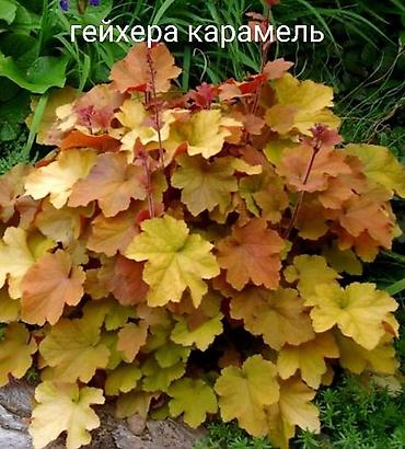 Другие виды семян и саженцев: Продаю все саженцы которые вы видите на фото, также есть мята — 16