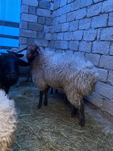 Qoyunlar, qoçlar: Erkək, Qala, il: 2, Damazlıq, Ünvandan götürmə — 9