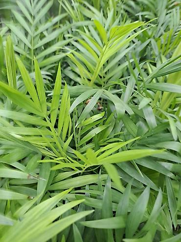 Ostale kućne biljke: Palma Shamadorea sa prve tri slike je 800, Chlorophytum sa cetvrte je — 3