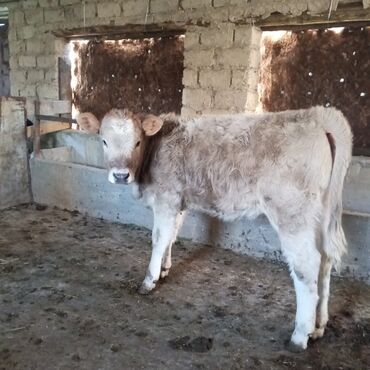 Коровы, быки: Продаю | Корова (самка) | Для молока | Привязанные — 9