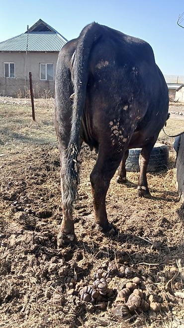 Коровы, быки: Продаю | Корова (самка) | Для разведения | Стельные — 3