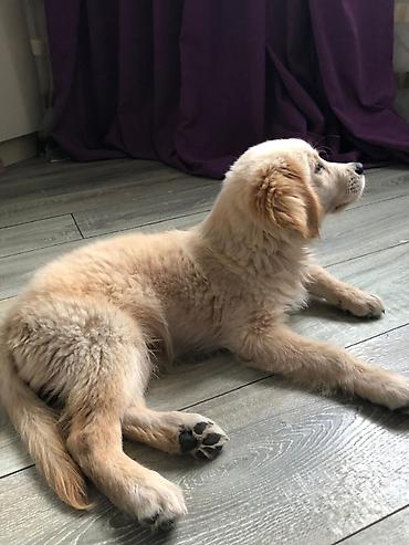 heyvan it: Labrador-retriver, 2 ay, Dişi — 1