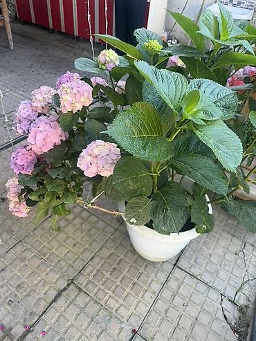 piona gulu: Hortensiya (Hydrangea macrophylla) – qapalı/sahə üçün dekorativ dibçək — 3