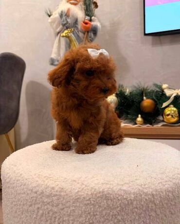 Psi: Toy pudla, žensko štene Odgajivačnica "Team AS Trajkovic" u ponudi ima — 16