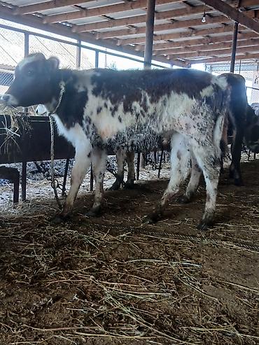 Dana, buzov: 3 erkək 2 dişi dana — 11