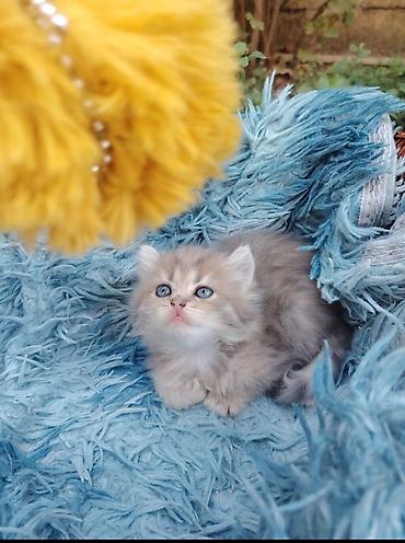 Qızıl şinşilla, Dişi, Yaxşı əllərə, Ünvandan götürmə lalafo.az -da Qızıl şinşilla, Dişi, Yaxşı əllərə, Ünvandan götürmə