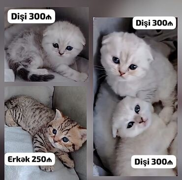 Pişiklər: Şotland yastı qulaq