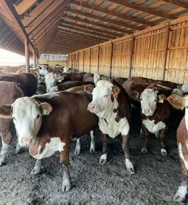 сельскохозяйственные животные продажа: Сатам | Уй (ургаачы), Кунаажын, Музоо
