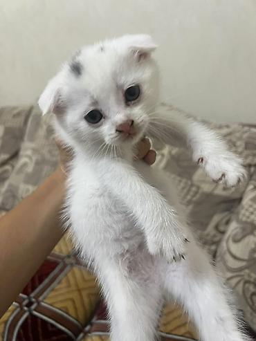 кошки манчкины: Котята, домашний помет. - Окрас: белый с отметиной на голове — 1