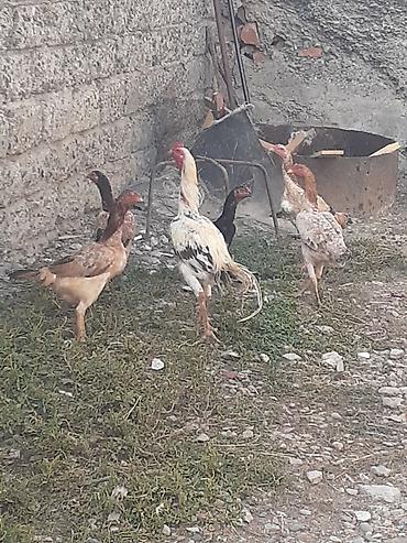 Heyvanlar: Heyratı fərələr 5 dənə qırmızı fərədi biri kürk yatır bu ilki fərələrd — 2