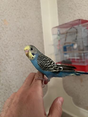 Tutuquşları: 🦜 Xüsusi Danışan Macha – 3 Aylıq Erkək Bala 🦜 Seçilmiş baxım və — 16