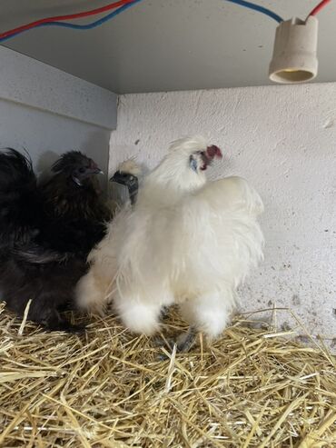 Toyuqlar: Toyuq, Damazlıq, Ünvandan götürmə — 10