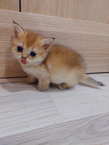 Pişiklər: Qızıl şinşilla, Erkək, Dişi, Yaxşı əllərə, Ünvandan götürmə — 9