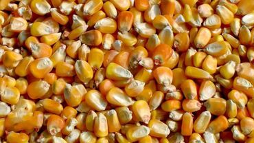 гранулятор кормов: Кукуруза 
сорт маями
урожай 2022г