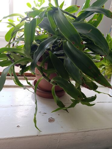 розы на штамбе: Комнатное растение — золотой ус -драцена (Dracaena