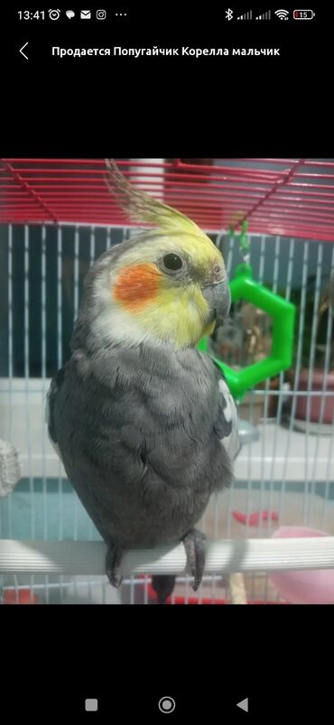 животные в зоомагазине: Продаю попугая Корелла🤩 Мальчик ручной ❤️