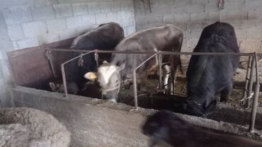 куплю быков село ленинское: Продаю | Бык (самец) | На откорм