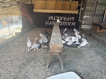 купить ежика бишкек: Голуби продается .Порода Иранцы. Лед игра гарантия 200% Все отдаю по — 3