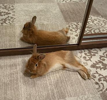 Dovşanlar: Dovşan Ag kariçni Yarı cırtdan çox gözəl Sort dovşandı. Şəkillərdə — 11