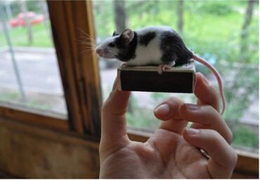 Хомяки: Продаются хомячки джунгарские, сирийские, ангорские пушистые хомячки — 15