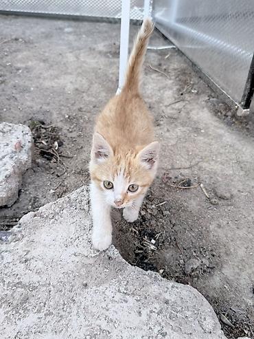Отдам даром кошку: Котята, помёт из 4 хвостиков. - Окрас: три светло-серых с серебристым — 3