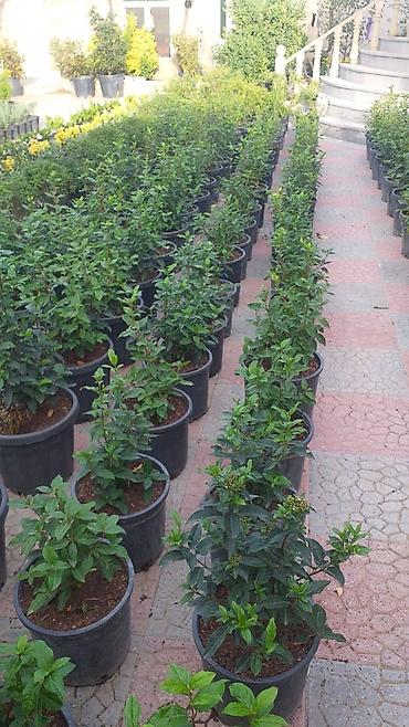 taxta dibcek: Qara plastik dibçəklərdə dekorativ kol bitkiləri - Növlər — 2