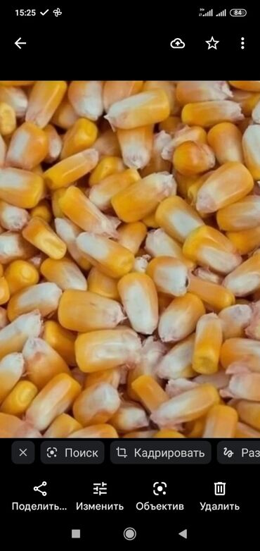 початки кукурузы: Кукуруза рушенная 7 тонн, в Беловодске, тема не моя, звонить на номер