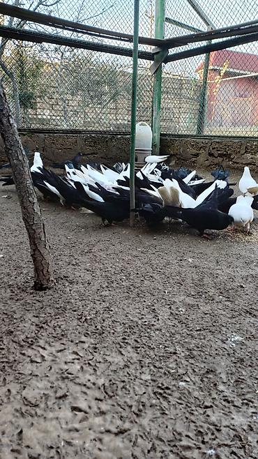 göyərçin damı: Məhsul: Qəfəsdə saxlanılan ev göyərçinləri (qara, ağ və qarışıq — 2