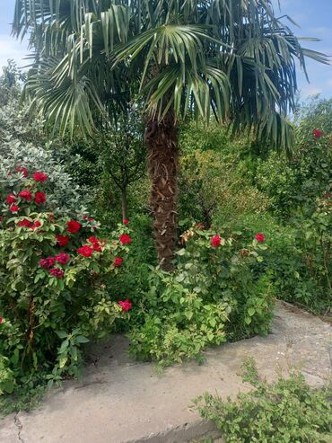 yol qapilari: Palma Ağacı Böyükdür Villa Həyətləri Üçün Gözəl Görkəmli Palmadı