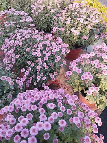 Другие садовые цветы и кустарники: 🌸 Хризантема Мультифлора: Ваш готовый бизнес к осенним праздникам! 🌸 — 4