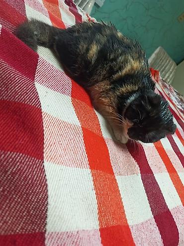 Pişiklər: Şotland — 8