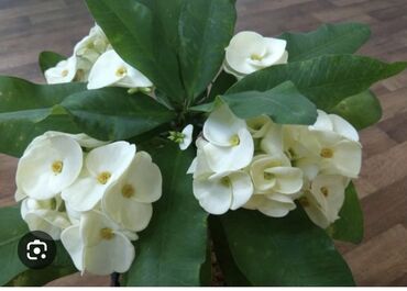 садовые розы: Эуфорбия Милла (Euphorbia milii) с белыми прицветниками. - Компактный