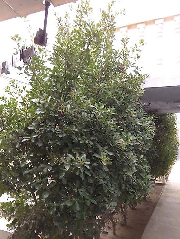 limon ağaçı: Hər zaman yaşıl ağaclar satılır 3ədəd hər biri 1000 m 17ilin — 1