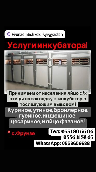 холодильники маленький: Инкубатор!! Принимаем яйцо на закладку в инкубатор,всей с/х